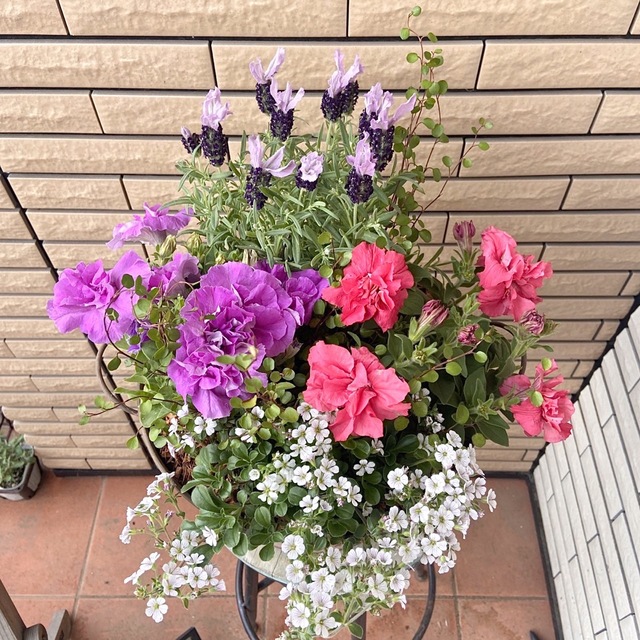 ピンクベージュのブリキ鉢に八重咲きのペチュニアの寄せ植え♪ ハンドメイドのフラワー/ガーデン(プランター)の商品写真