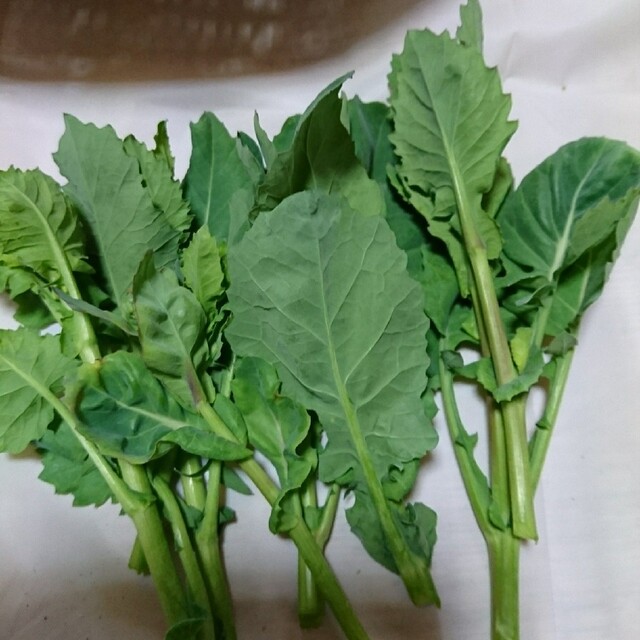 家庭菜園 無農薬野菜のらぼう菜 250g 食品/飲料/酒の食品(野菜)の商品写真