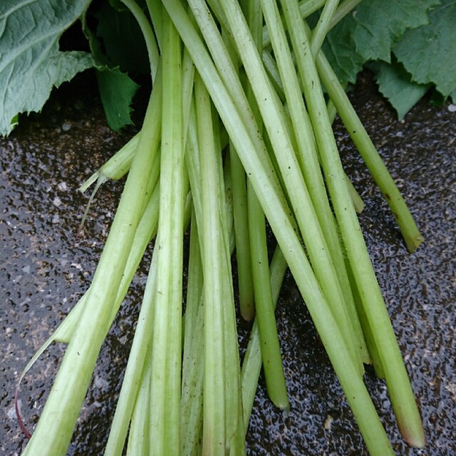 無農薬野菜 ふき 250g 食品/飲料/酒の食品(野菜)の商品写真