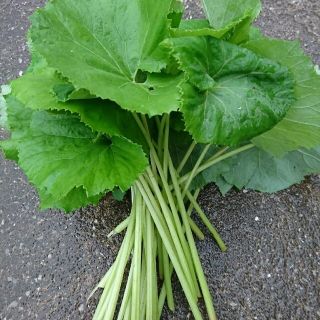 無農薬野菜 ふき 250g(野菜)