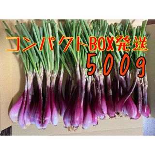 沖縄県産☀️ 紫島らっきょう　500g(野菜)