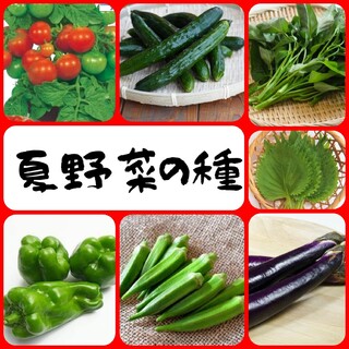 夏　野菜の種　種子　家庭菜園におすすめ　固定種【2023年-2】(その他)