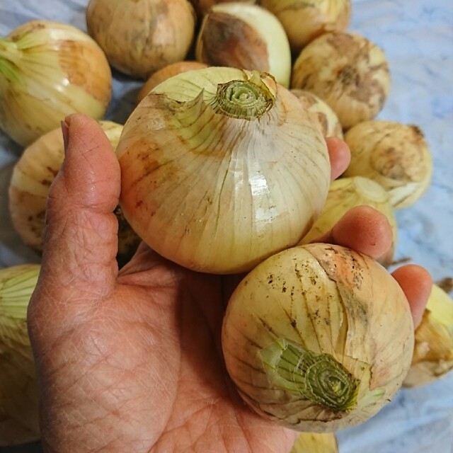 家庭菜園 無農薬野菜 極早生新玉ねぎ3kg 食品/飲料/酒の食品(野菜)の商品写真