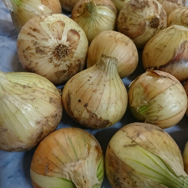 家庭菜園 無農薬野菜 極早生新玉ねぎ3kg 食品/飲料/酒の食品(野菜)の商品写真