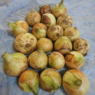 家庭菜園 無農薬野菜 極早生新玉ねぎ3kg(野菜)