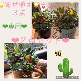 多肉植物❤︎寄せ植え❤︎３点おまとめセット♪(その他)