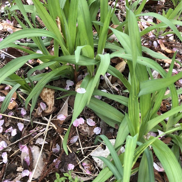 2芽 ふきのとう苗地下茎 山菜 /5芽 ノカンゾウ 野萱草 根付き抜き苗 無農薬 食品/飲料/酒の食品(野菜)の商品写真