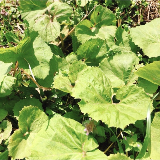 2芽 ふきのとう苗地下茎 山菜 /5芽 ノカンゾウ 野萱草 根付き抜き苗 無農薬 食品/飲料/酒の食品(野菜)の商品写真