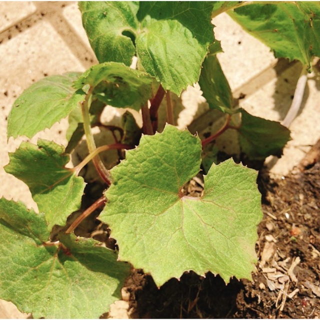 2芽 ふきのとう苗地下茎 山菜 /5芽 ノカンゾウ 野萱草 根付き抜き苗 無農薬 食品/飲料/酒の食品(野菜)の商品写真