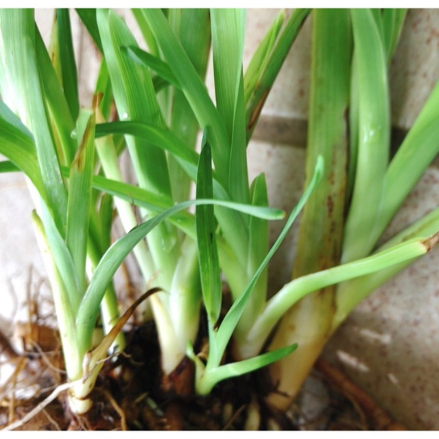 2芽 ふきのとう苗地下茎 山菜 /5芽 ノカンゾウ 野萱草 根付き抜き苗 無農薬 食品/飲料/酒の食品(野菜)の商品写真