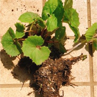 2芽 ふきのとう苗地下茎 山菜 /5芽 ノカンゾウ 野萱草 根付き抜き苗 無農薬(野菜)