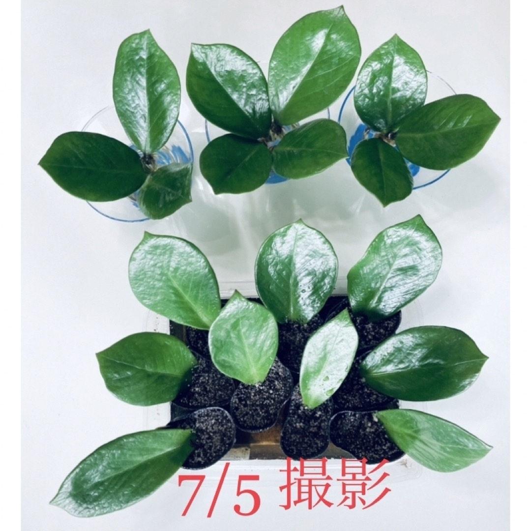 🍃ザミオクルカス　《金運UPの植物 》 花言葉 《輝く未来》葉挿し《人気の植物》 ハンドメイドのフラワー/ガーデン(その他)の商品写真