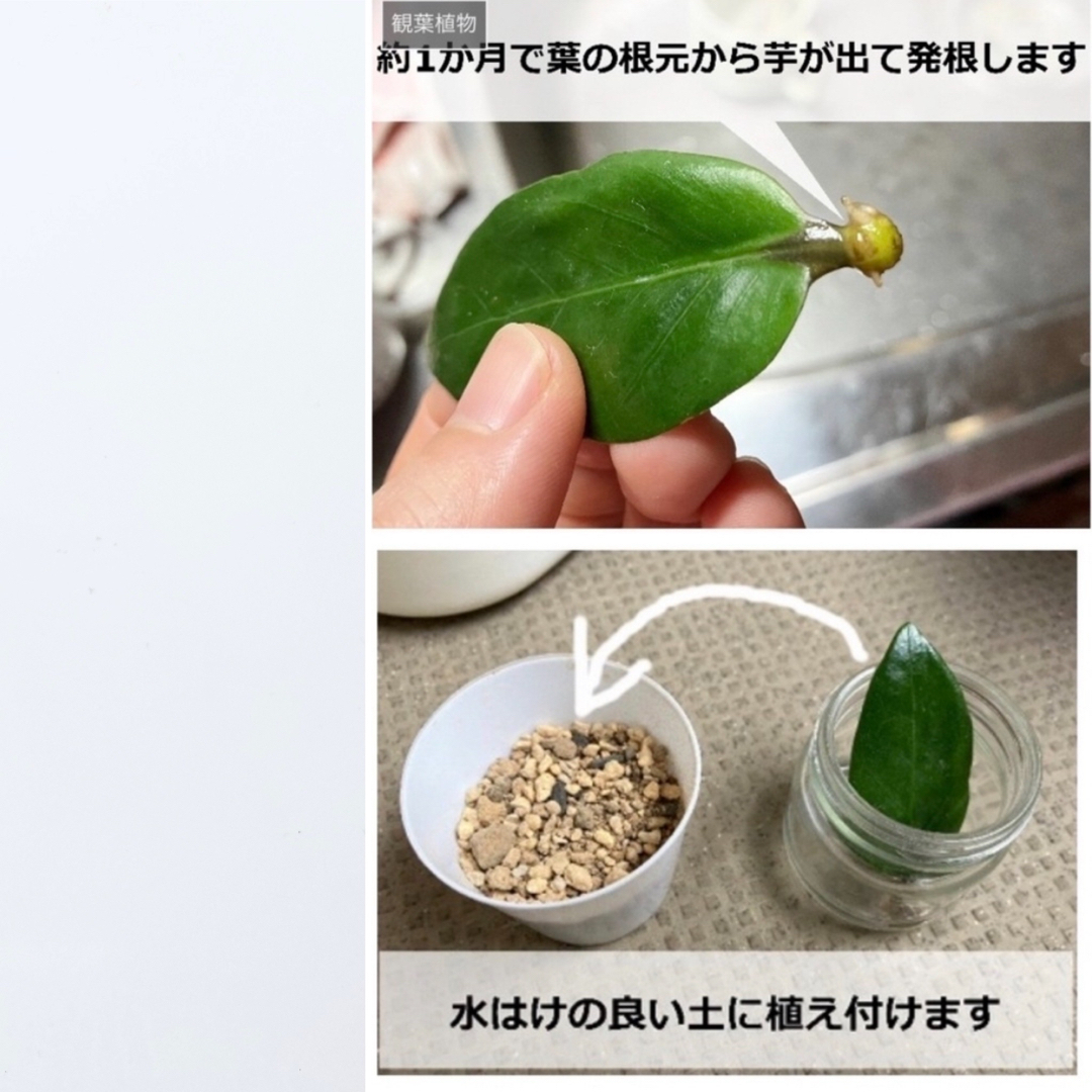 🍃ザミオクルカス　《金運UPの植物 》 花言葉 《輝く未来》葉挿し《人気の植物》 ハンドメイドのフラワー/ガーデン(その他)の商品写真