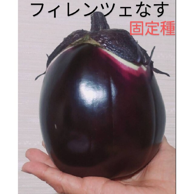 フィレンツェナス🍆種  30粒 食品/飲料/酒の食品(野菜)の商品写真