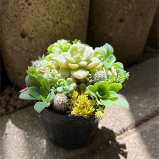 多肉植物 カット苗 寄せ植え 1ポット分 10種類 ビアホップ入り(その他)