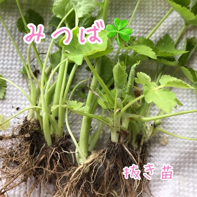 みつば  ミツバ  三つ葉  ちび苗  抜き苗  5苗  食品/飲料/酒の食品(野菜)の商品写真