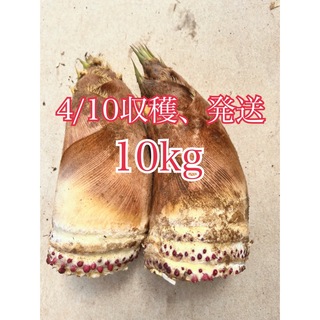 千葉県産無農薬たけのこ10kg(野菜)