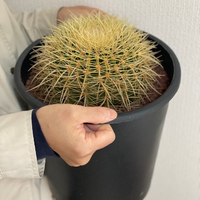 サボテン 金鯱 8号 ビッグサイズ 本物 観葉植物 アガベ 多肉植物の通販 ...