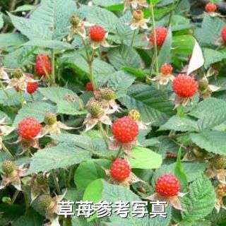 ⭐️木苺抜き苗2株(小)⭐️甘い草苺　ラズベリー苗木　ワイルドベリー　木イチゴ(その他)