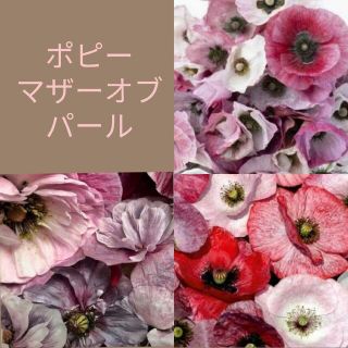 育て方付き❀パールの輝き*ポピーマザーオブパール*花の種(その他)