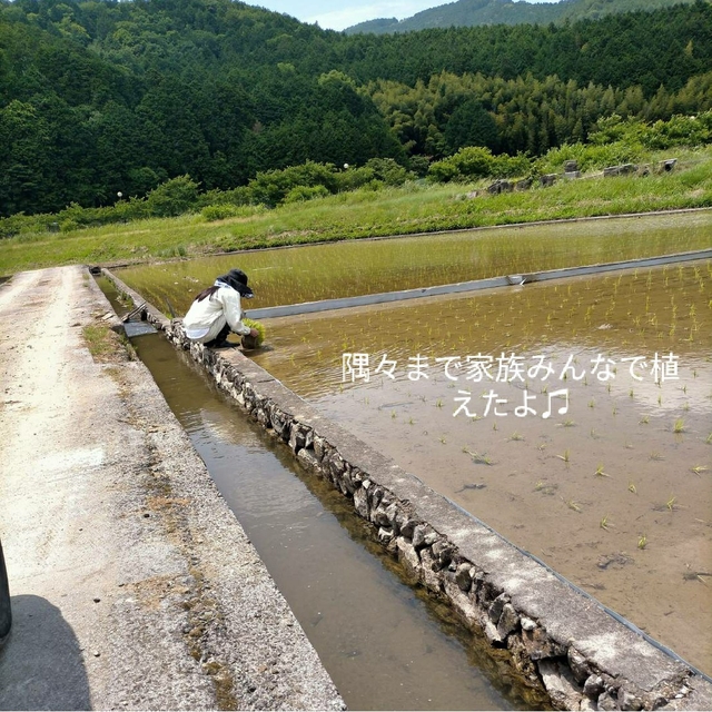 【ポポ様専用】愛媛県産あきたこまち100%　５Kg　農家直送 食品/飲料/酒の食品(米/穀物)の商品写真