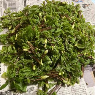 天然コシアブラ　４００g程度(野菜)