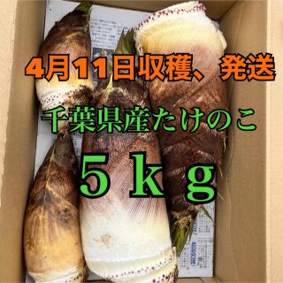 天然物たけのこお得な５ｋｇ送料無料！4月11日収穫発送(野菜)