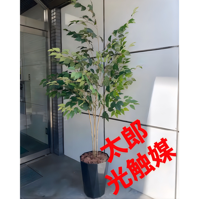 光触媒　人工観葉植物　ウォールグリーン　ゴールデンフィカス1.0