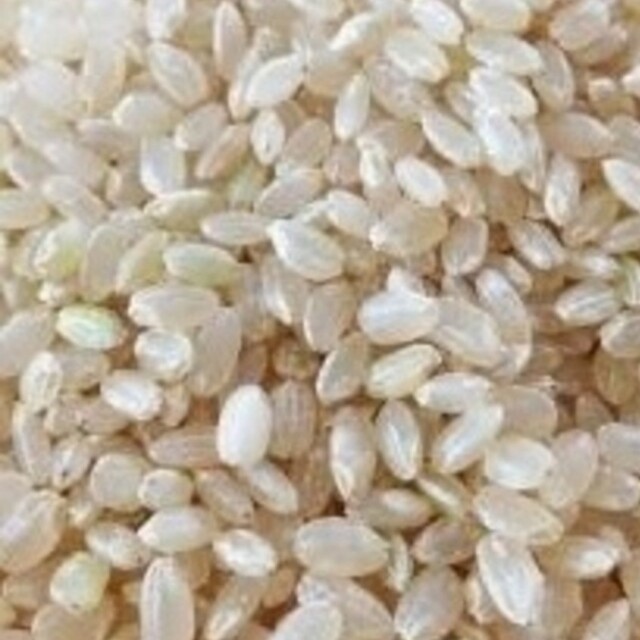玄米　令和4年魚沼産コシヒカリ　お米20kg　米/穀物
