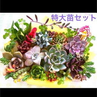 多肉植物 食用葉りんご入 特大苗スパルタ育ちの強い子寄せ植えセット LLパックA(その他)