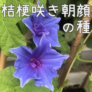 朝顔　桔梗咲の種(その他)