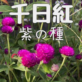 【春蒔き】千日紅　紫　の種(その他)