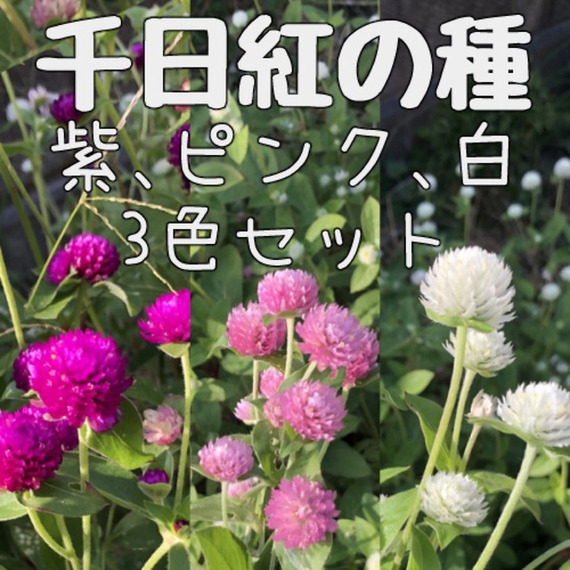 【春蒔き】千日紅　紫、ピンク、白　の種 ハンドメイドのフラワー/ガーデン(その他)の商品写真