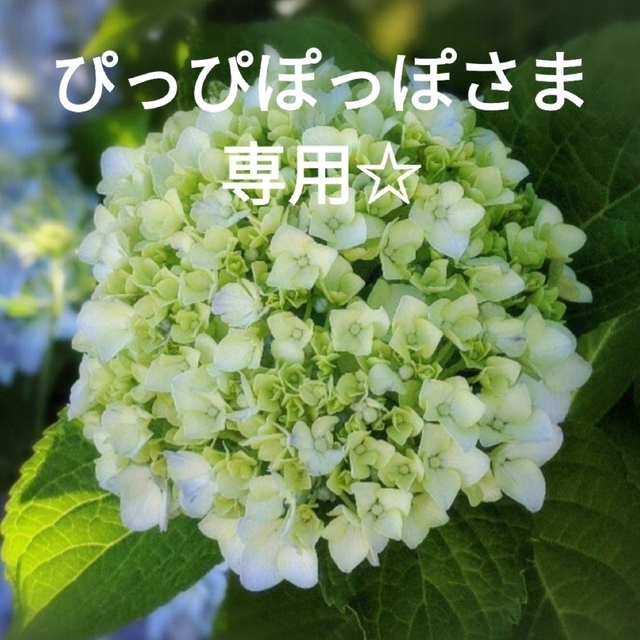 ☆専用ページ☆新品・未開封☆皇潤極 100粒✗150コ | distrasa