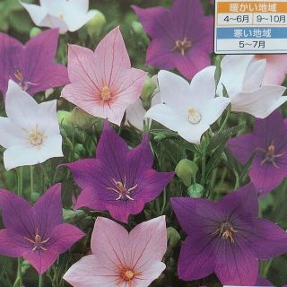 花の種         桔梗ミックス＋オマケ(プランター)