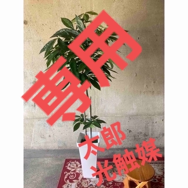 光触媒 人工観葉植物 ウォールグリーン フェイクグリーン パキラ135135