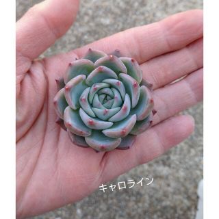 多肉植物 エケベリア 25種類26個 箱いっぱい 韓国苗 お名前付きます ...