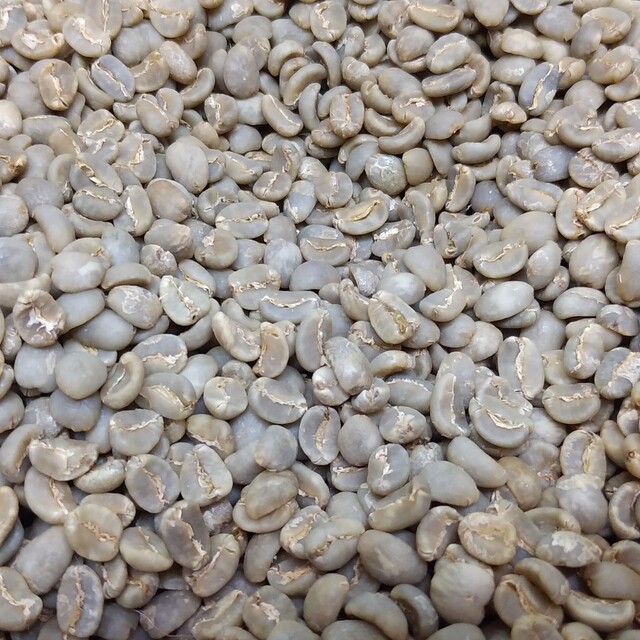 コーヒー生豆　1200グラム 食品/飲料/酒の飲料(コーヒー)の商品写真