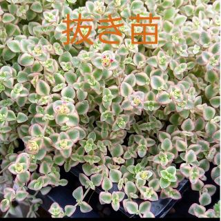 多肉植物　セダム　★ リトルミッシー★ 抜き苗(その他)