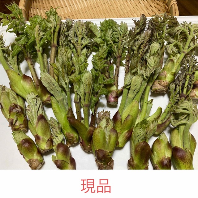 天然　採れたて新鮮　タラの芽　200g 食品/飲料/酒の食品(野菜)の商品写真