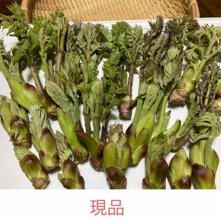 天然　採れたて新鮮　タラの芽　200g(野菜)