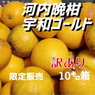 【限定販売】愛媛県産☆河内晩柑 宇和ゴールド 訳あり10㌔箱(フルーツ)