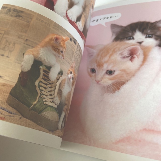 ねこもふ。ご－じゃす　　写真集　#猫 エンタメ/ホビーの本(住まい/暮らし/子育て)の商品写真