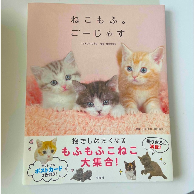 ねこもふ。ご－じゃす　　写真集　#猫 エンタメ/ホビーの本(住まい/暮らし/子育て)の商品写真