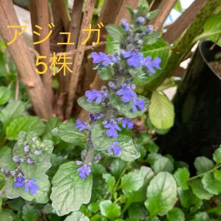 アジュガ抜き苗✴︎ 5株(プランター)