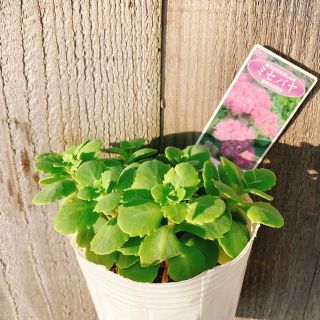 ミセバヤ 可愛いピンクの花が咲きます(プランター)