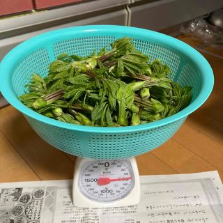 未来さん専用　コシアブラ　４００g強(野菜)