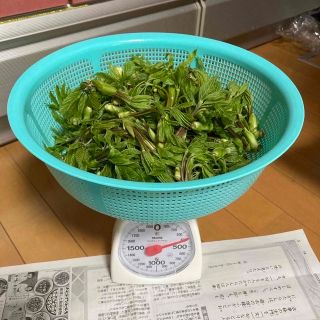 ちなつさん　専用　コシアブラ３５０g強(野菜)