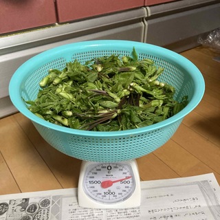 かおりさん専用　コシアブラ　３５０g強(野菜)