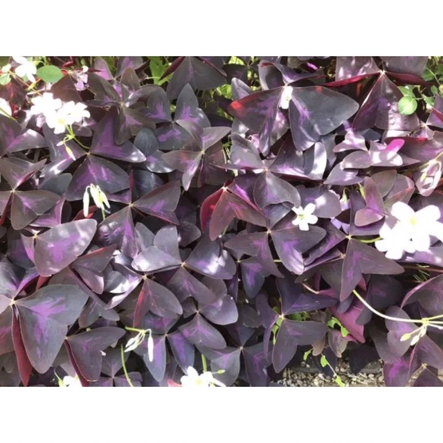 オキザリス紫の舞♡球根20球 ハンドメイドのフラワー/ガーデン(その他)の商品写真